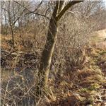 Zátaras na Klejnárce pod Novými Dvory