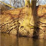 Klejnárka u Nových Dvorů