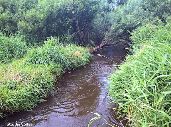 Zhruba 10 m od začátku provaleného meandru Zhruba 10 m od začátku provaleného meandru