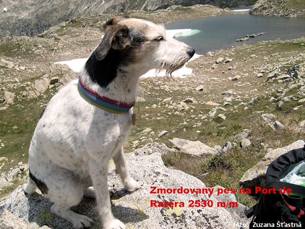 Vodácký zájezd očima lodního psa Vodácký zájezd očima lodního psa