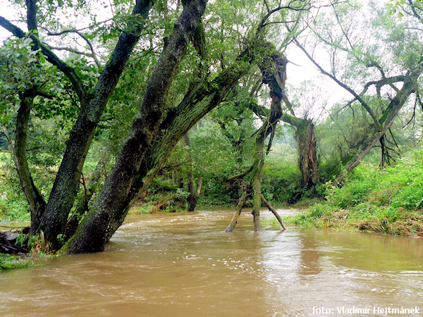 Meandry pod Balinami – Balinský Amazonas. Nedej Bůh, abyste museli přenášet. Meandry pod Balinami – Balinský Amazonas. Nedej Bůh, abyste museli přenášet.